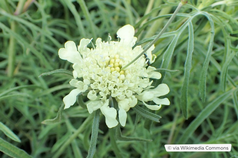 Gelbe Skabiose (Scabiosa ochroleuca)