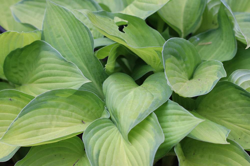 gelbgrüne Funkie 'Gold Standard' - Hosta fortunei