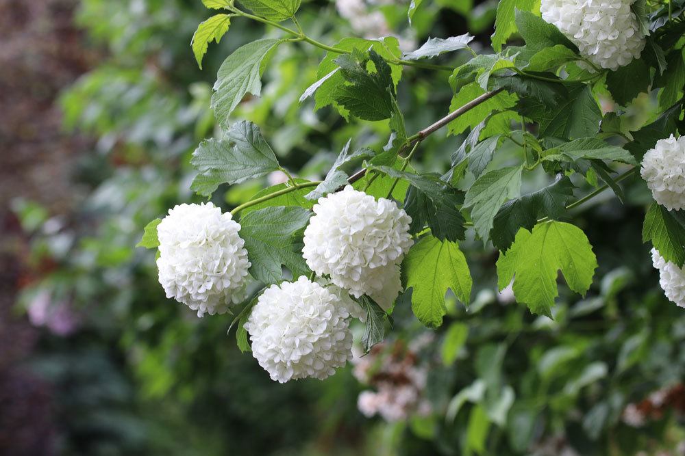 Gemeiner Schneeball, Viburnum opulus richtig pflegen