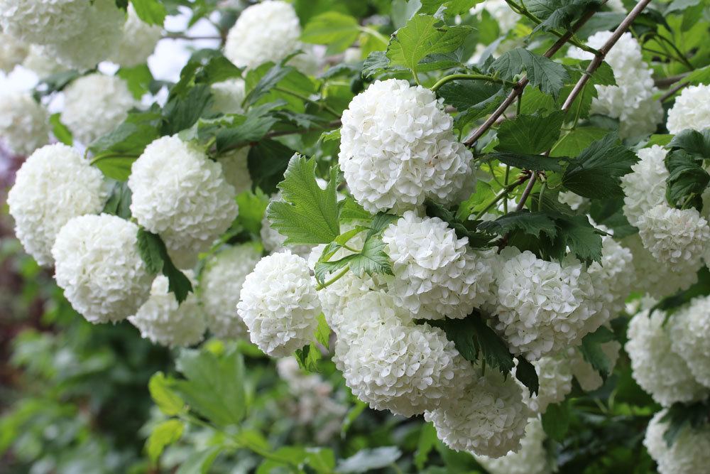 Gemeiner Schneeball auch Geißenball genannt