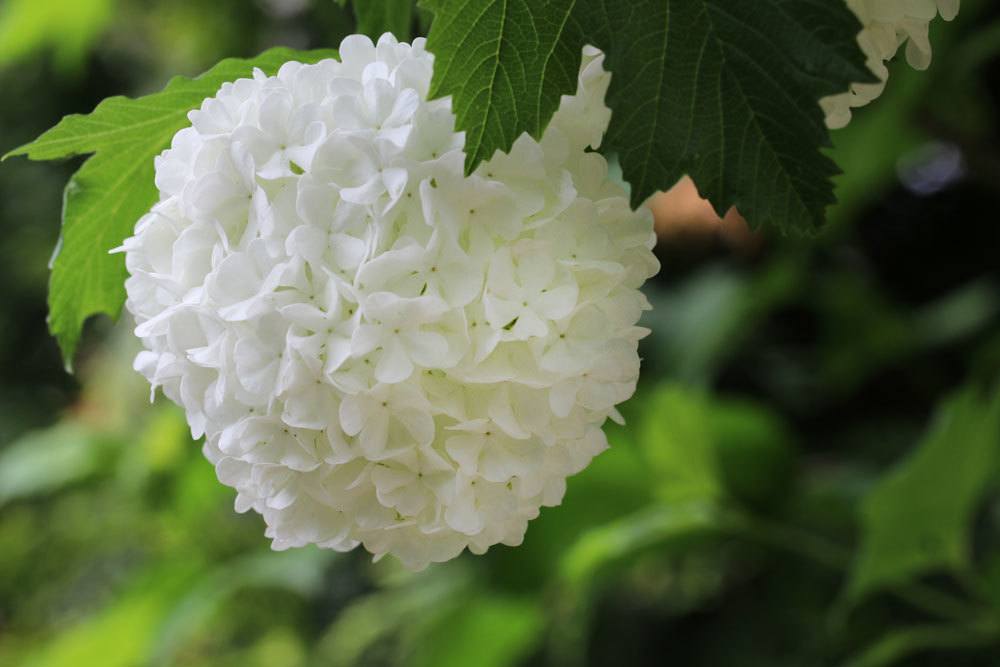 Gemeiner Schneeball, Viburnum opulus im Garten