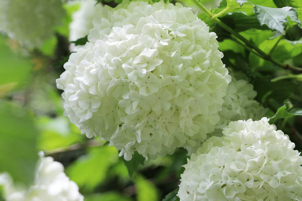 Gemeiner Schneeball, Viburnum opulus in voller Pracht