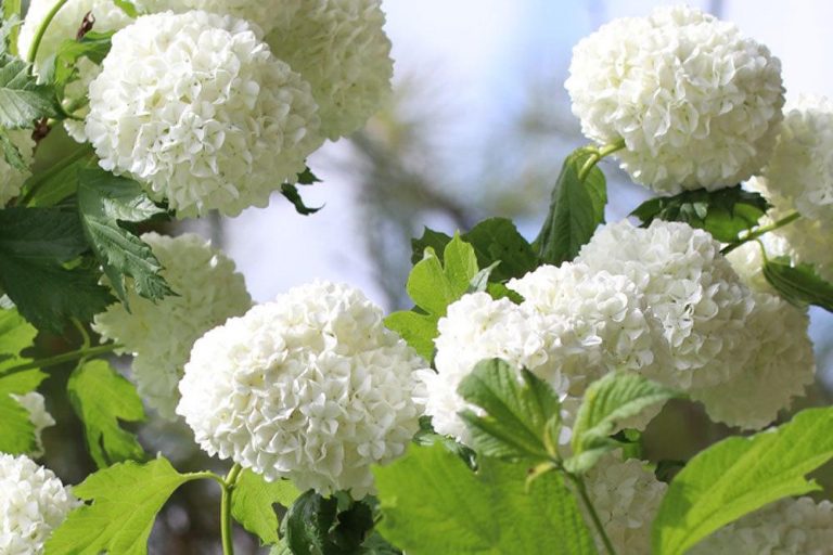 Viburnum opulus wird auch als Herzbeer bezeichnet