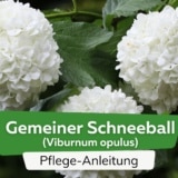 Gemeiner Schneeball (Viburnum opulus)