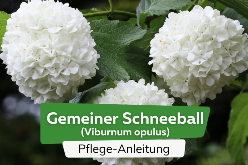 Gemeiner Schneeball (Viburnum opulus)