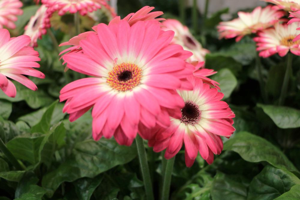 Gerbera