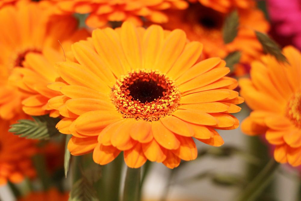 Gerbera