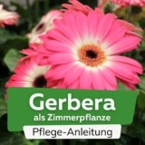 Gerbera als Zimmerpflanze