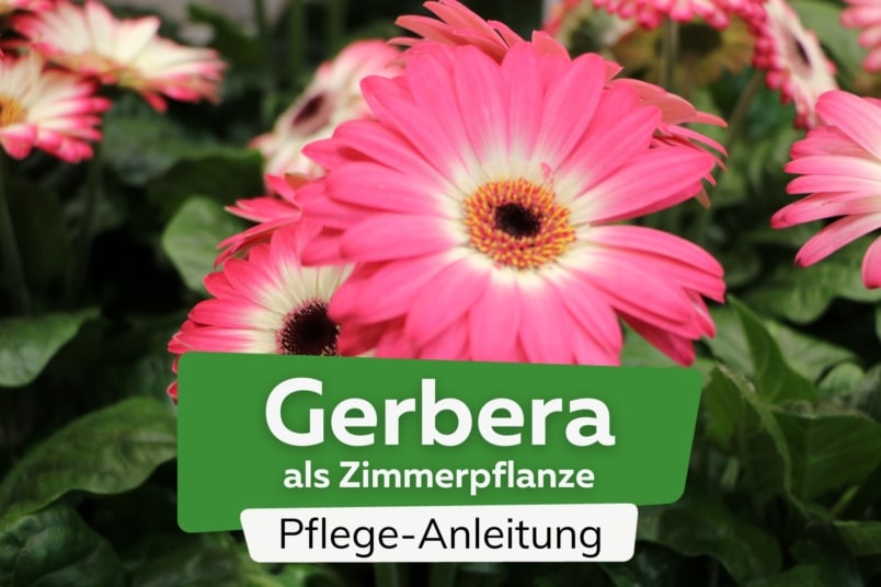 Gerbera als Zimmerpflanze