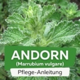 Gewöhnlicher Andorn (Marrubium vulgare)