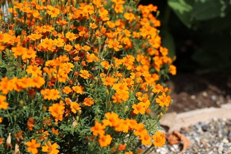 Gewürztagetes 'Luna Orange'