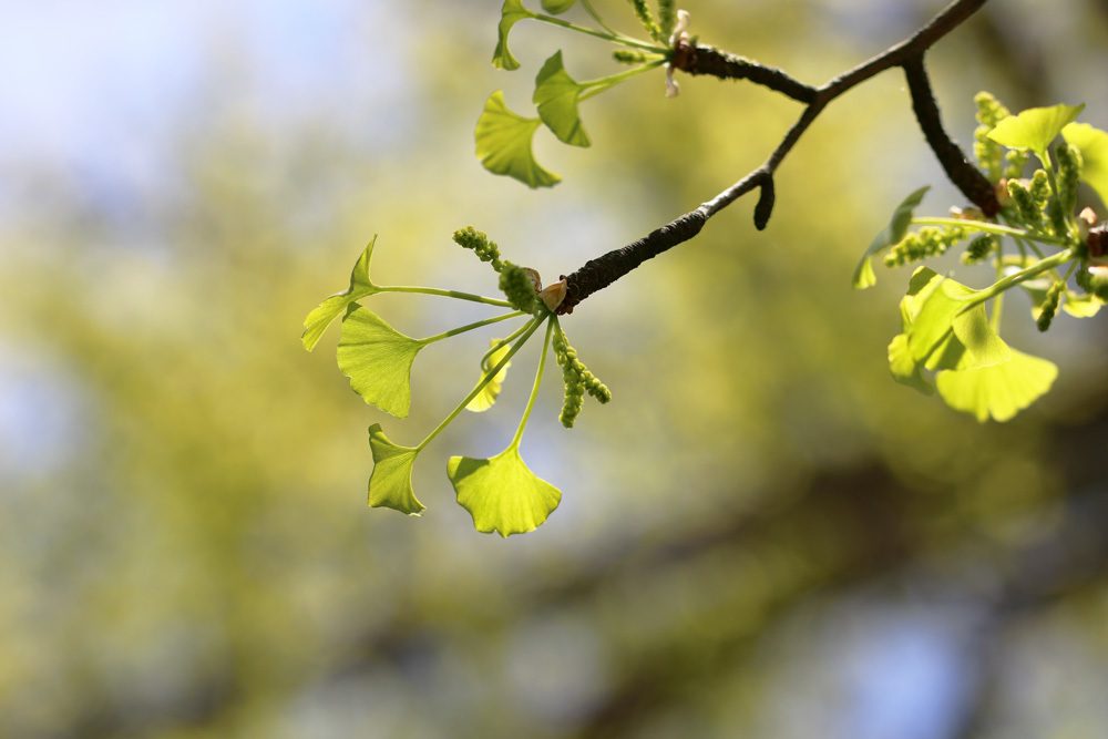 Ginkgo biloba