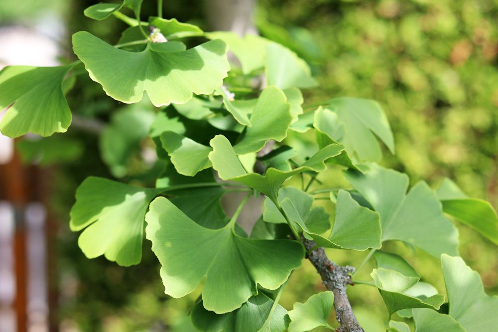 Ginkgo biloba