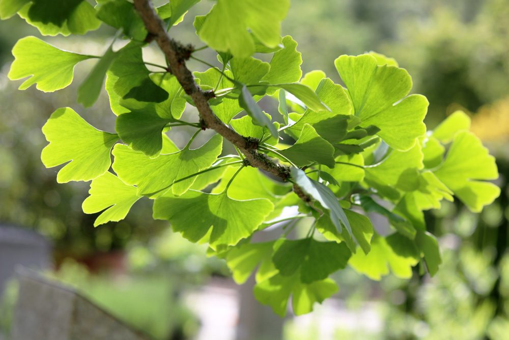 Ginkgo biloba