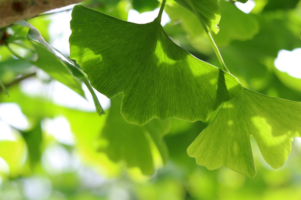 Ginkgo biloba