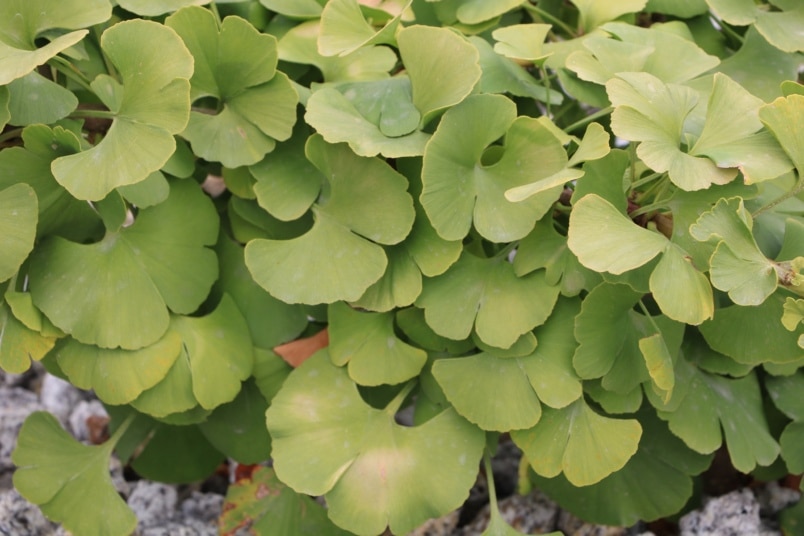 Ginkgo biloba 'Mariken'