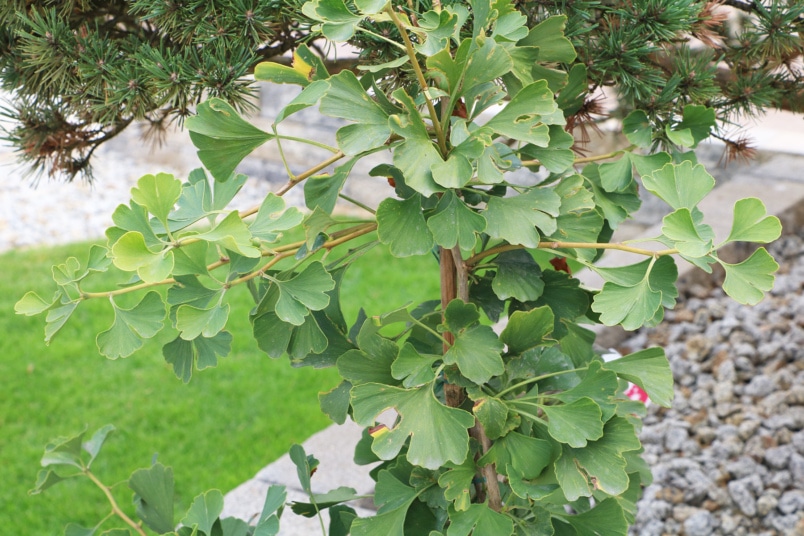 Ginkgo biloba 'Variegata'