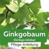 Ginkgobaum (Ginkgo biloba)