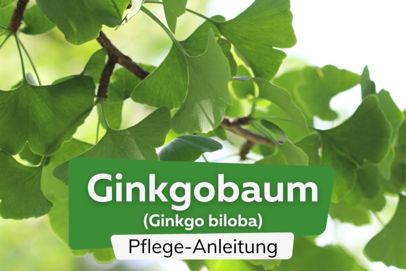 Ginkgobaum (Ginkgo biloba)