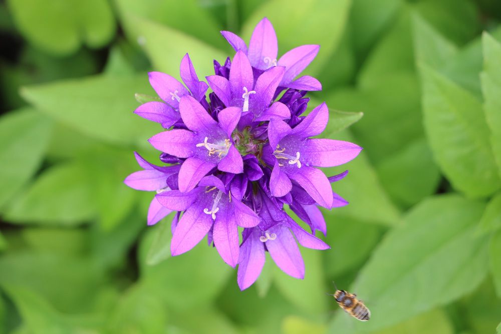 Knäuel-Glockenblume, Campanula glomerata