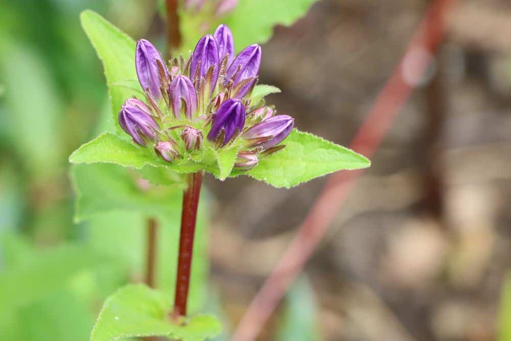 Glockenblume, Campanula glomerata