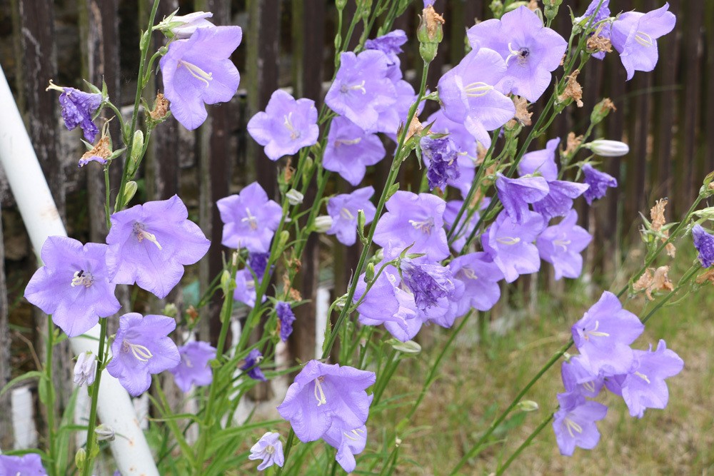 Glockenblume, Campanula persicifolia