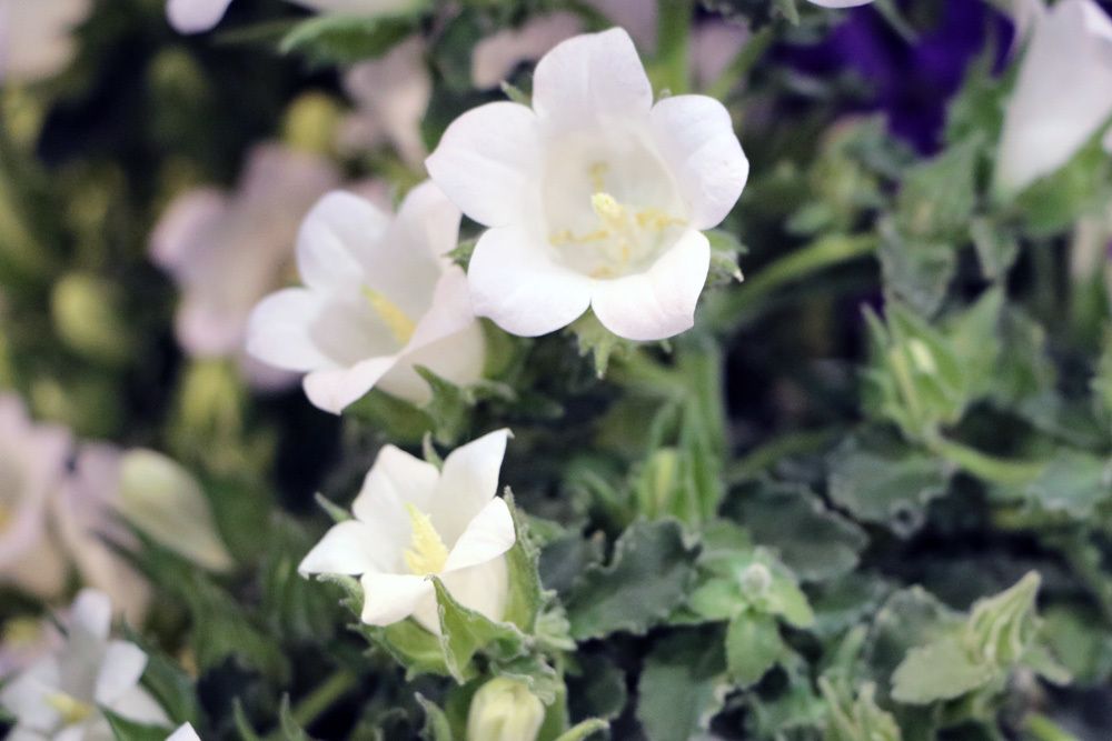 Glockenblume, campanula persicifolia