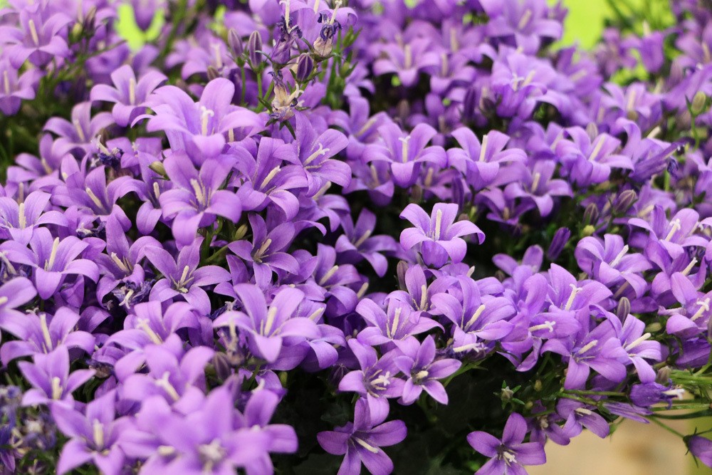 Glockenblume, Campanula portenschlagiana