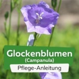 Glockenblumen (Campanula)