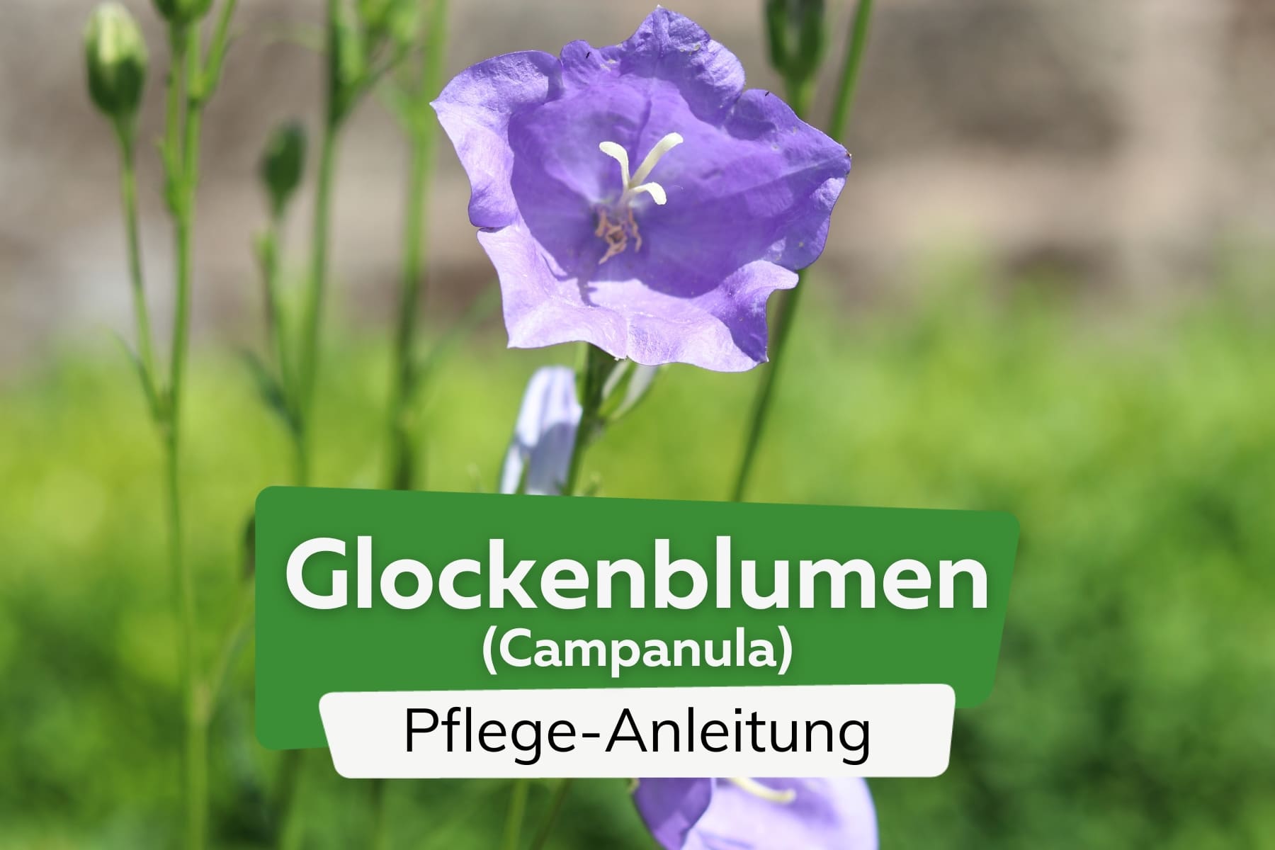 Glockenblumen (Campanula)