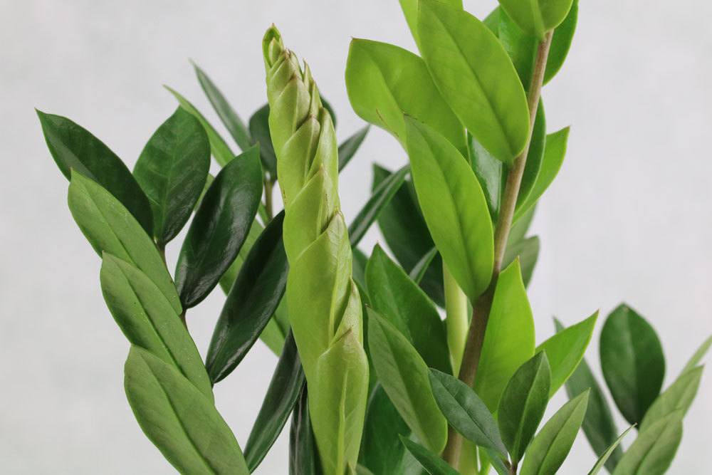 Glücksfeder Zamioculcas zamiifolia