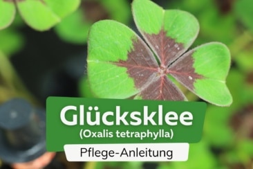 Glücksklee (Oxalis tetraphylla)