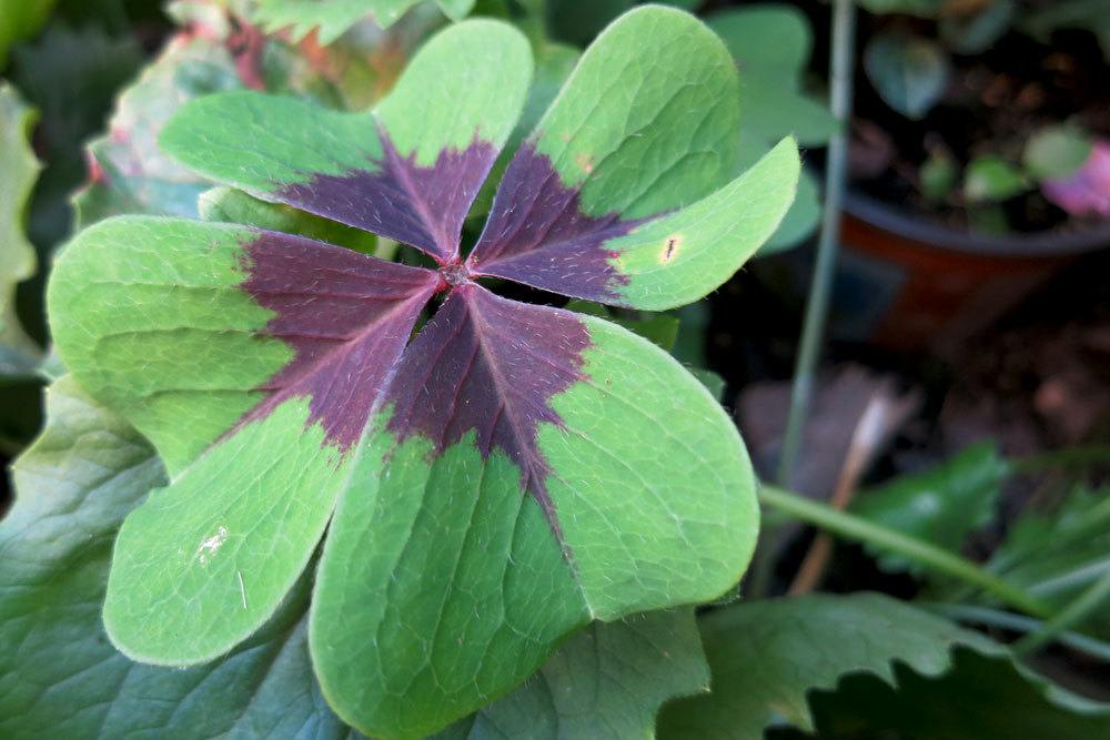 Glücksklee, Oxalis tetraphylla