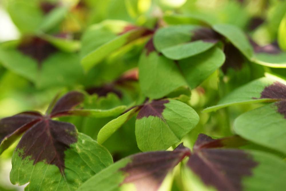 Glückskleeblatt, Oxalis tetraphylla