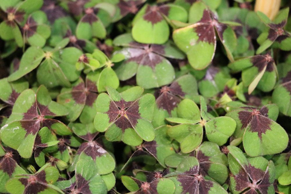 Glückskleeblatt, Oxalis tetraphylla