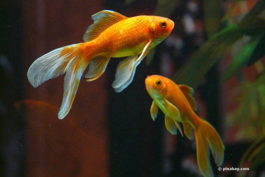 Goldfische überwintern Anleitung im Teich, in Tonnen und im Haus