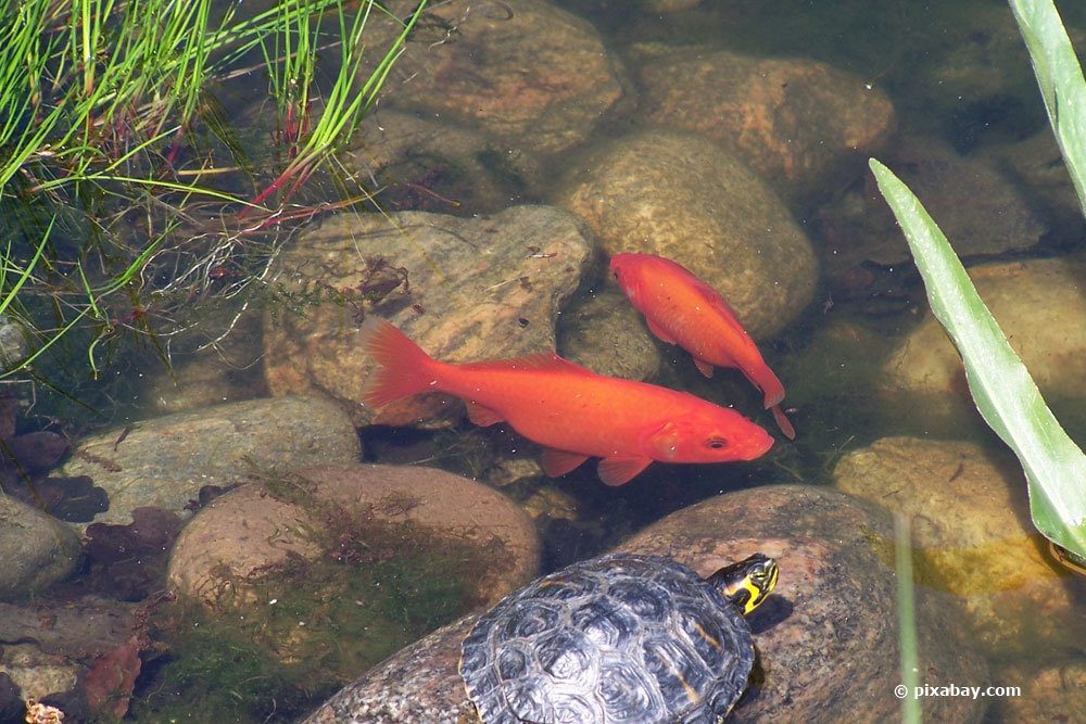 Goldfische im Teich