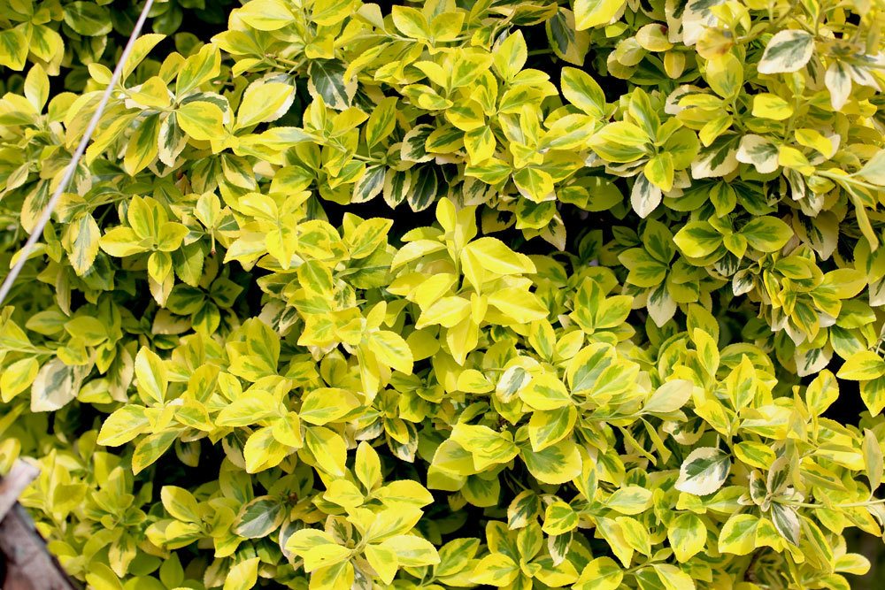 Goldliguster, Ligustrum ovalifolium