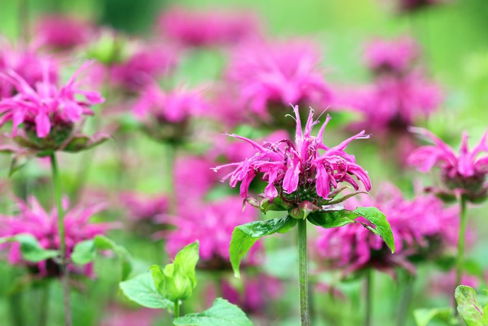 Goldmelisse - Indianernessel - Monarda didyma