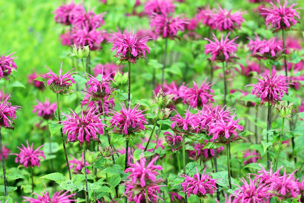 Goldmelisse - Indianernessel - Monarda didyma