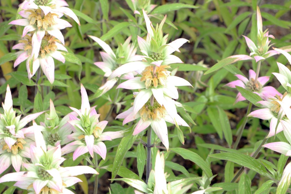 Goldmelisse - Indianernessel - Monarda didyma