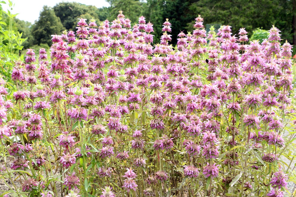 Goldmelisse - Indianernessel - Monarda didyma