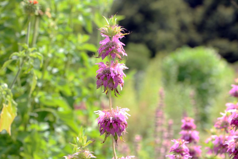 Indianernessel, Goldmelisse (Monarda didyma)