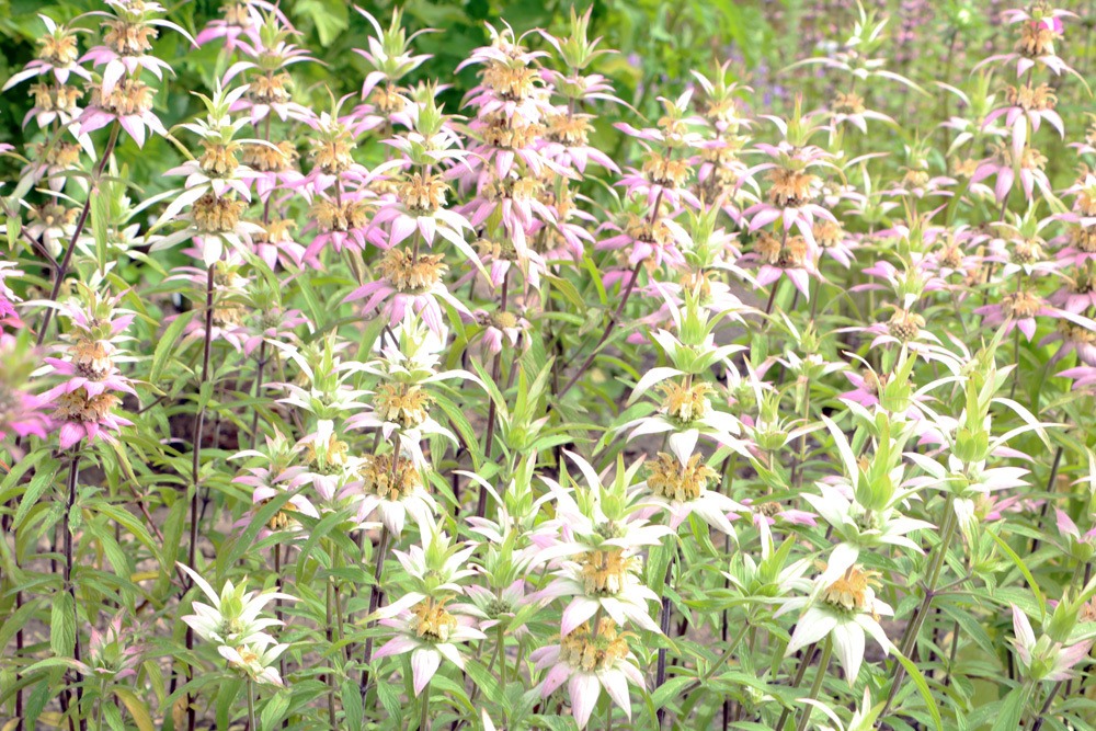 Goldmelisse - Monarda didyma