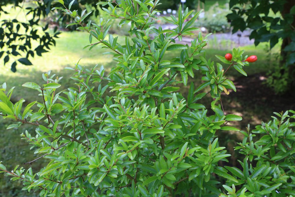 Granatapfelbaum ist eine der ältesten Kübelpflanzen in Mitteleuropa