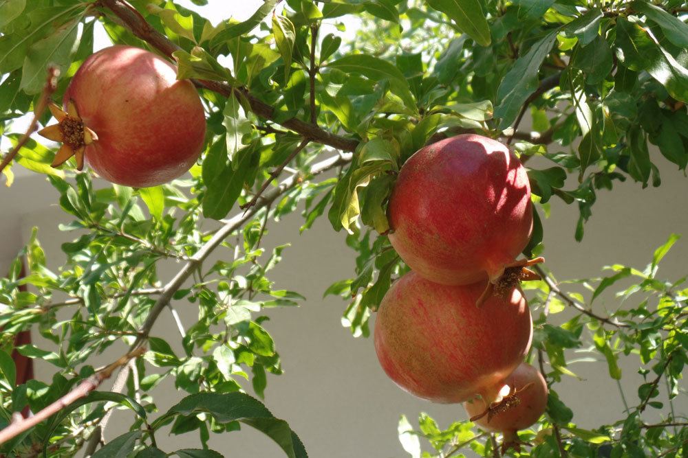 Granatapfelbaum, Punica granatum