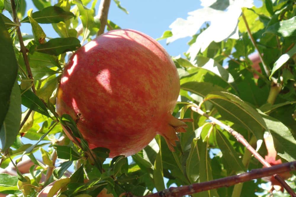 Granatapfelbaum, Punica granatum