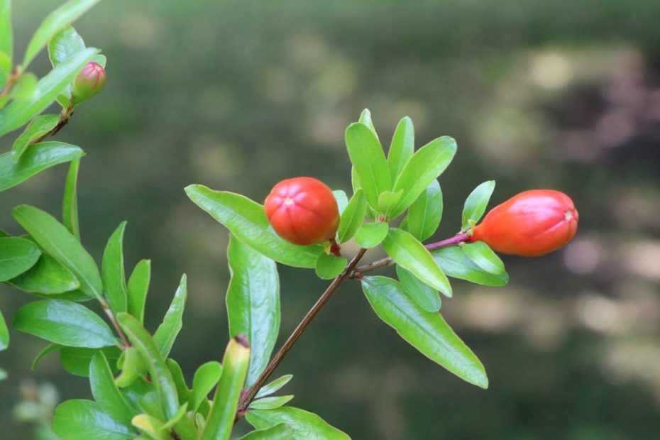 Granatapfel überwintern in 5 Schritten GranatapfelbaumPflege im Winter