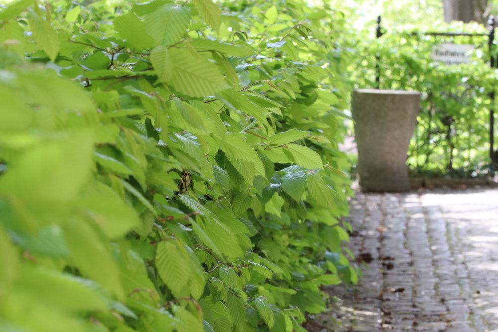 Was auf der Grundstücksgrenze wächst,gilt als Grenzbaum oder -strauch