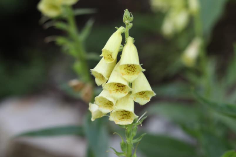 Großblütiger Fingerhut (Digitalis grandiflora)